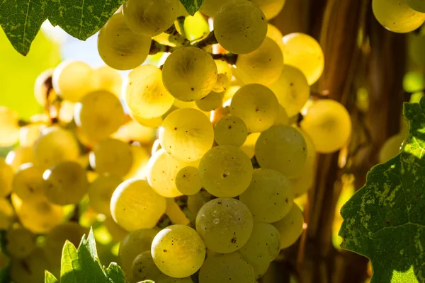 Uvas de vinho branco — Fotografia de Stock