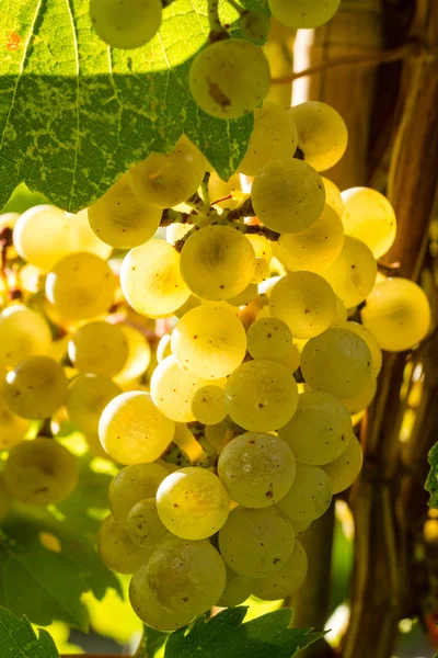 Uvas de vinho branco — Fotografia de Stock