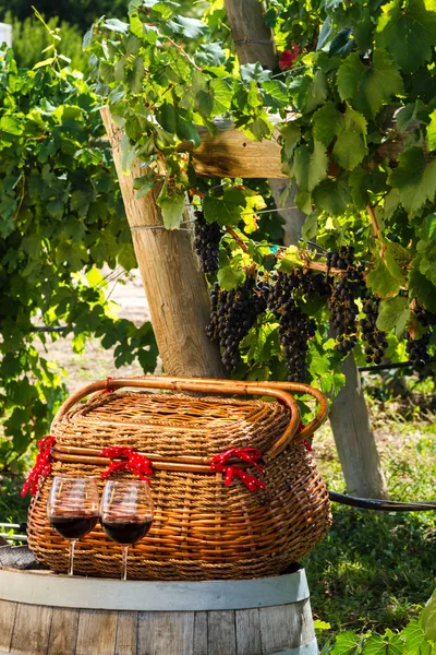 Picknick in wijngaard — Stockfoto