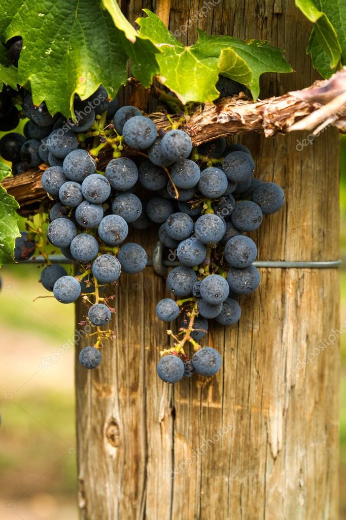Red Wine Grapes — Stock Photo © TeriVirbickis 33705697