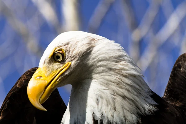 Aquila calva — Foto Stock