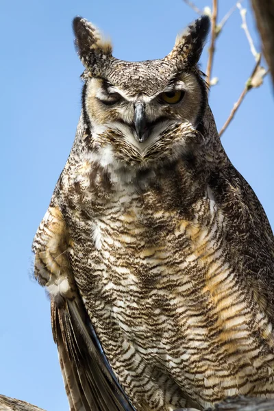 Great Horned Owl — Stockfoto