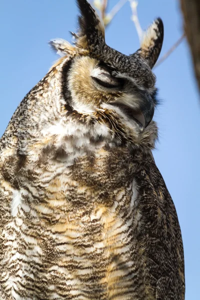 Büyük Boynuzlu Baykuş — Stok fotoğraf