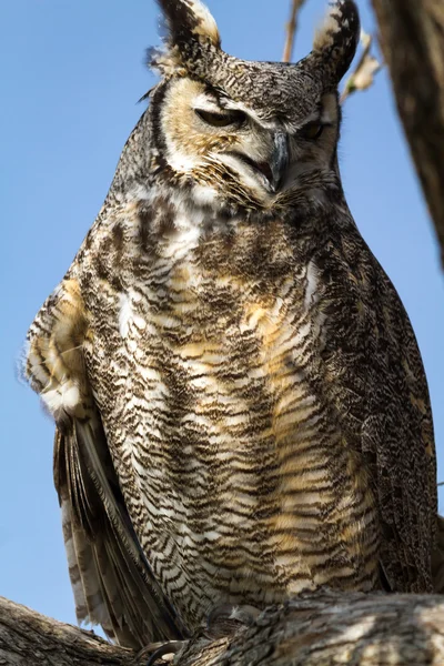 Great Horned Owl — Stock Photo, Image