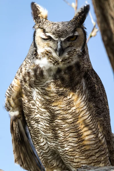 Great Horned Owl — Stock Photo, Image