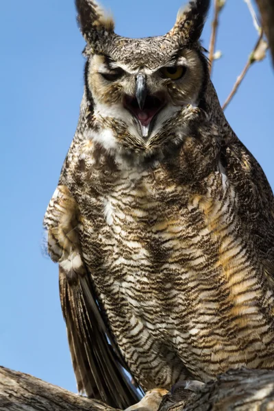 Great Horned Owl — Stockfoto