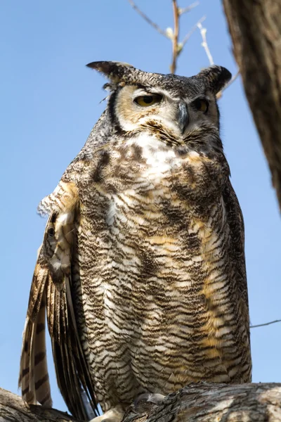 Great Horned Owl — Stock Photo, Image