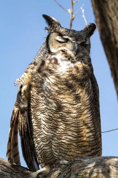 Great Horned Owl — Stock Photo, Image