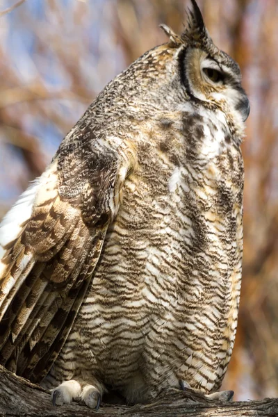 Gran búho de cuernos — Foto de Stock