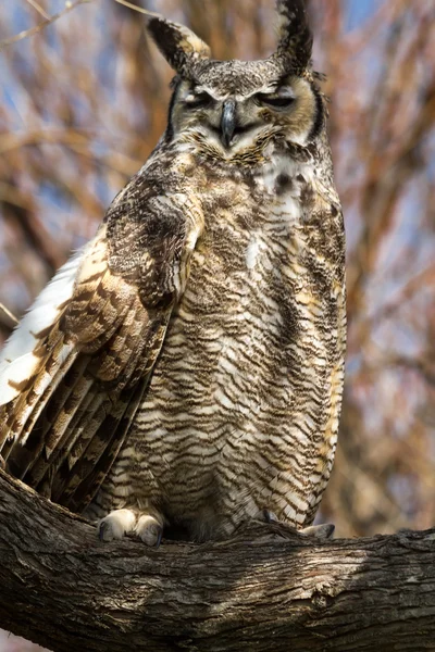 Great Horned Owl — Stock Photo, Image