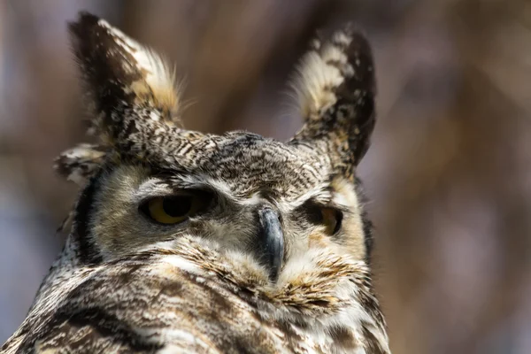 Great Horned Owl — Stock Photo, Image