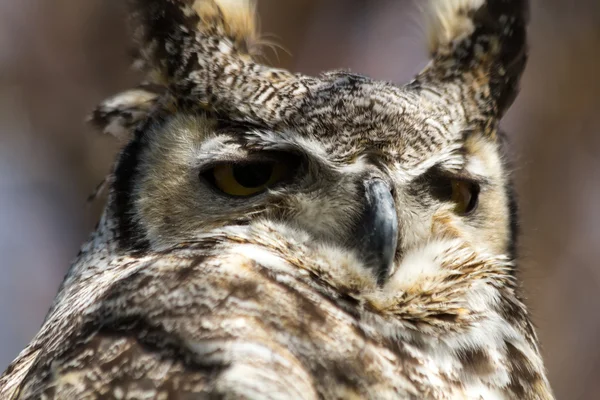 Gran búho de cuernos — Foto de Stock