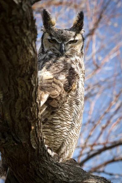 Great Horned Owl — Stock Photo, Image