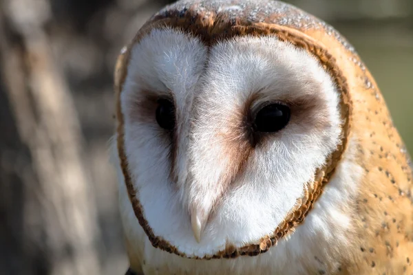 Barn Owl — Stock Photo, Image