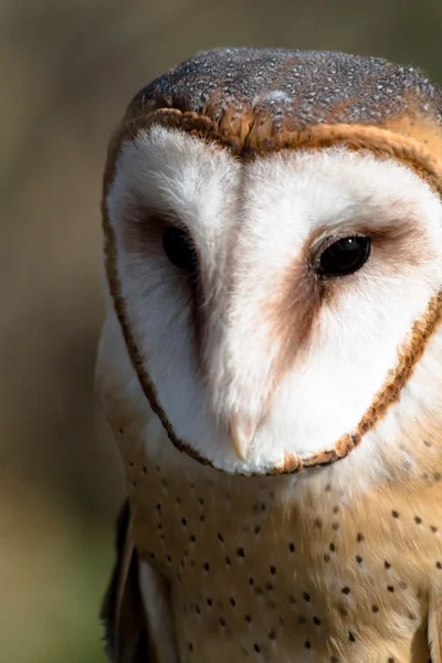 Barn Owl — Stock Photo, Image