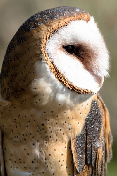 Schleiereule — Stockfoto