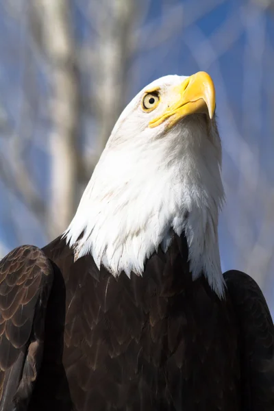 Bald Eagle Royalty Free Stock Images