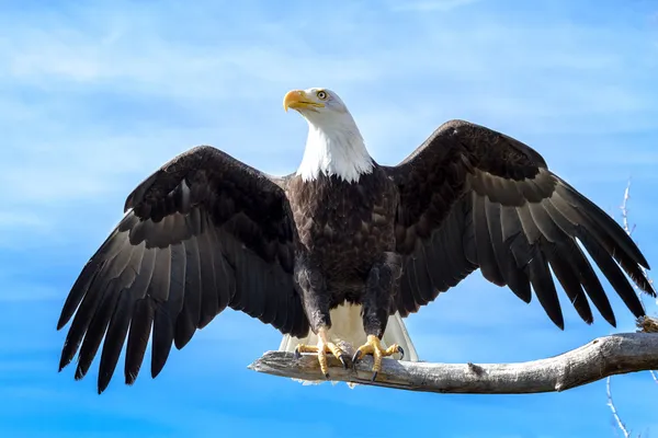 Águila calva Imagen De Stock