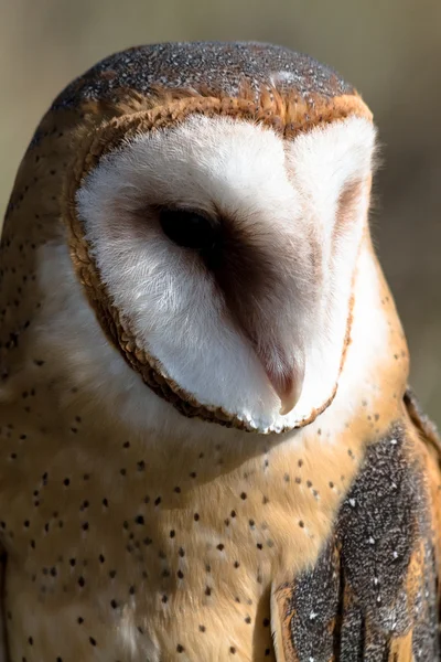 Gråuggla Royaltyfria Stockbilder