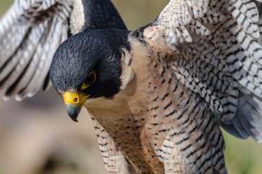 Peregrine Şahini