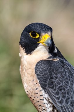 Peregrine Şahini