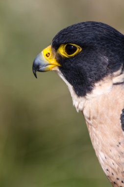 Peregrine Şahini