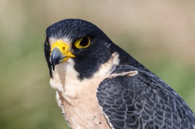 Peregrine Şahini