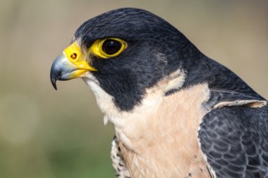 Peregrine Şahini