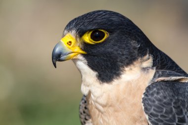 Peregrine Şahini