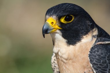 Peregrine Şahini