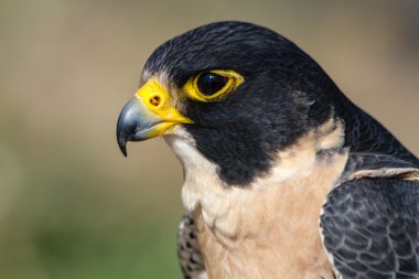Peregrine Şahini