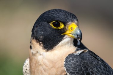Peregrine Şahini
