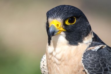 Peregrine Şahini