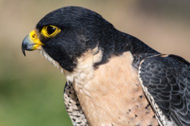 Peregrine Şahini
