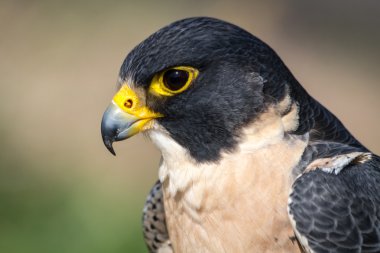 Peregrine Şahini