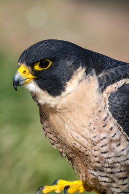 Peregrine Şahini