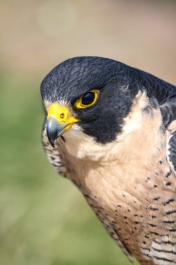 Peregrine Şahini