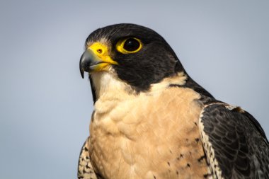 Peregrine Şahini