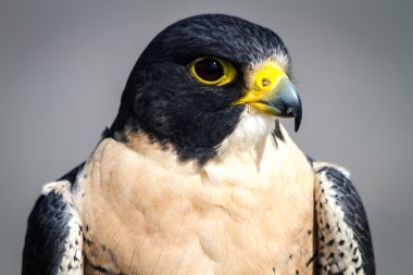 Peregrine Şahini