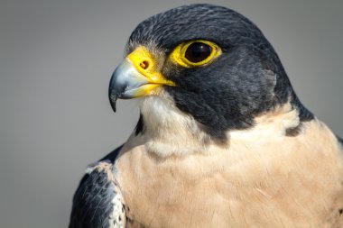 Peregrine Falcon clipart