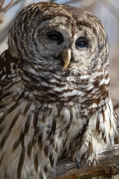 Gestreepte uil — Stockfoto