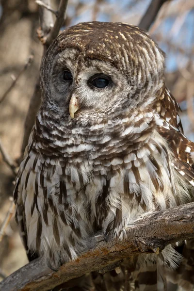 Gestreepte uil — Stockfoto