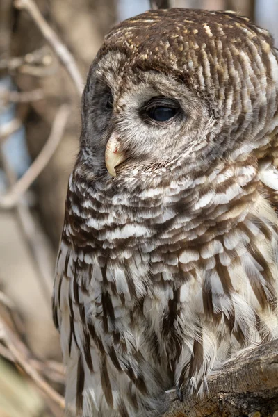 Gestreepte uil — Stockfoto