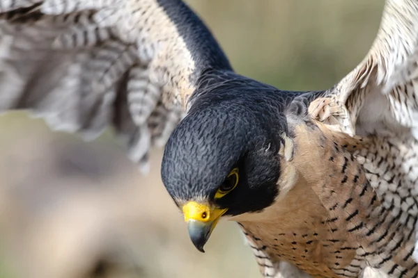 Wanderfalke — Stockfoto