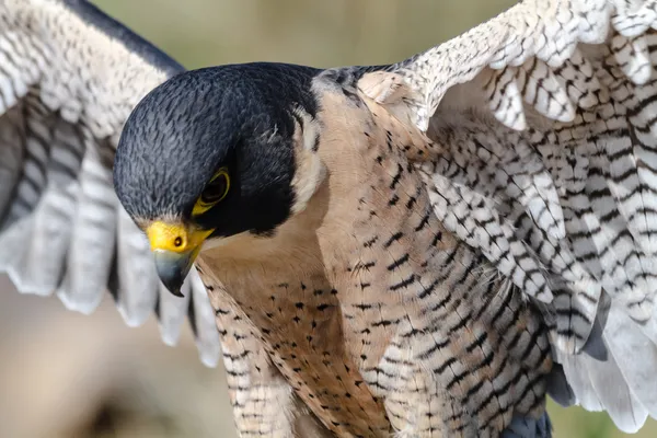 Wanderfalke — Stockfoto