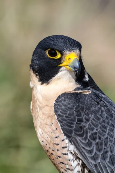 Peregrine Falcon — Fotografie, imagine de stoc