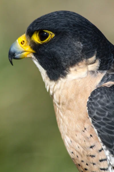 Peregrine Şahini — Stok fotoğraf