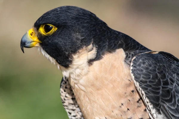 Halcón peregrino —  Fotos de Stock