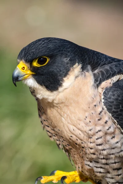 Peregrine Şahini — Stok fotoğraf