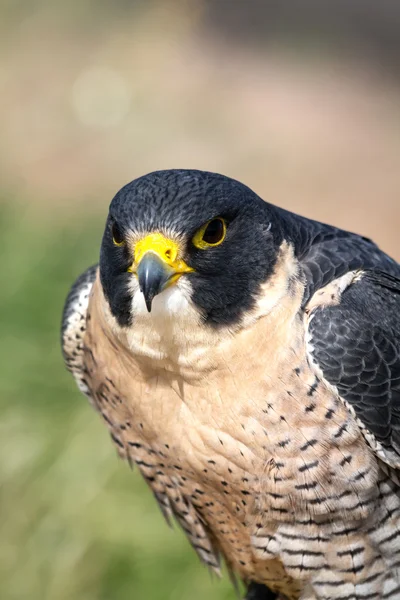 Peregrine Falcon — Stock Photo, Image